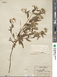 Eupatorium rugosum image