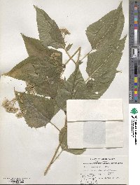 Eupatorium rugosum image