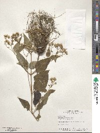 Eupatorium rugosum image