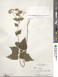 Eupatorium rugosum image