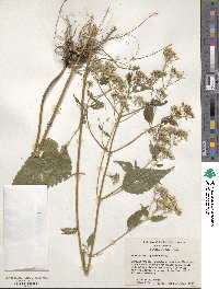 Eupatorium rugosum image