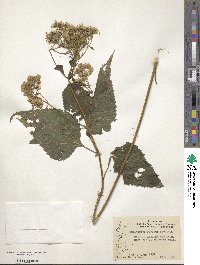 Eupatorium rugosum image