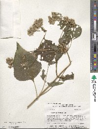 Eupatorium rugosum image