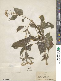 Eupatorium rugosum image