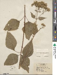 Eupatorium rugosum image