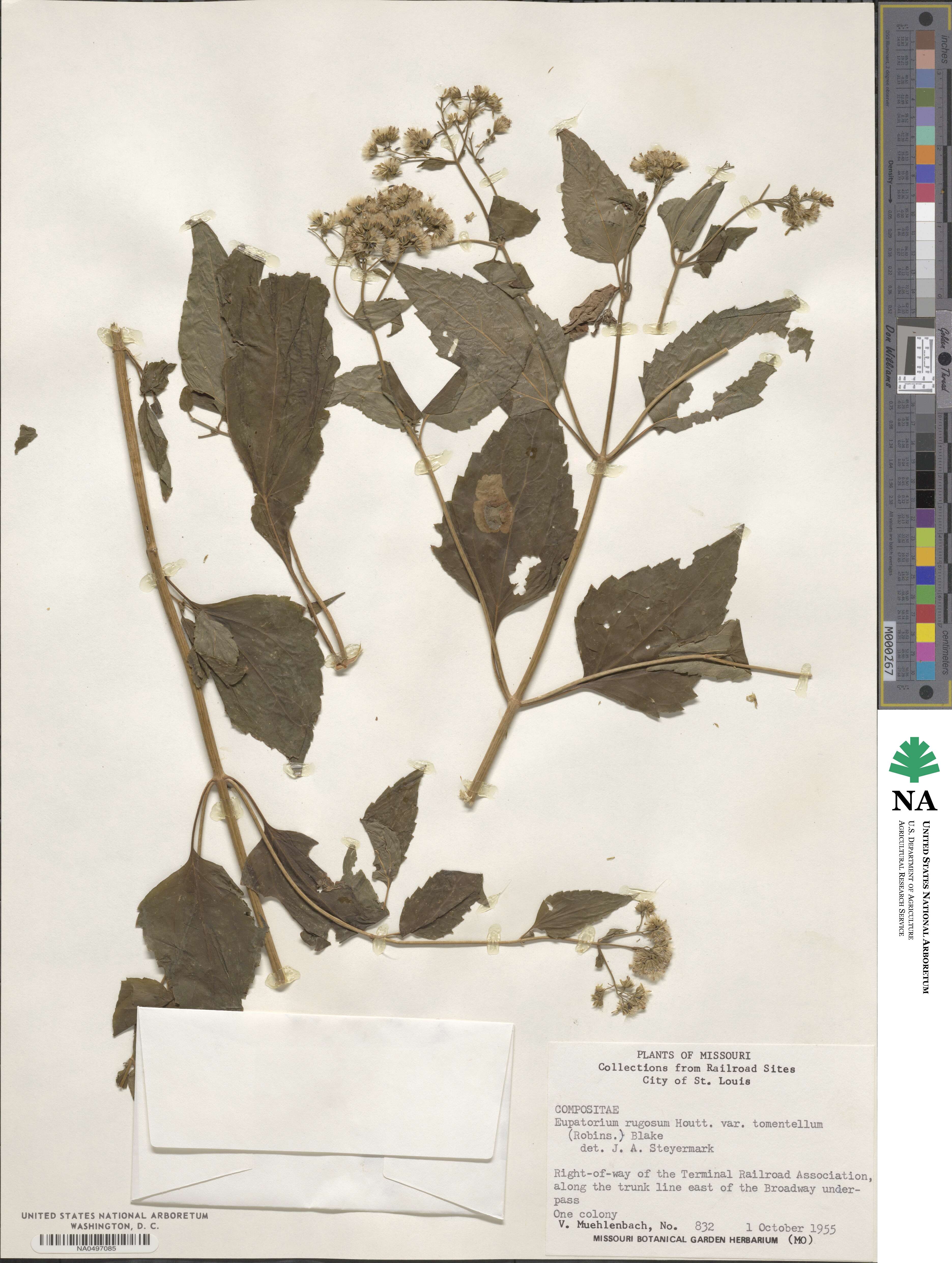 Ageratina altissima image