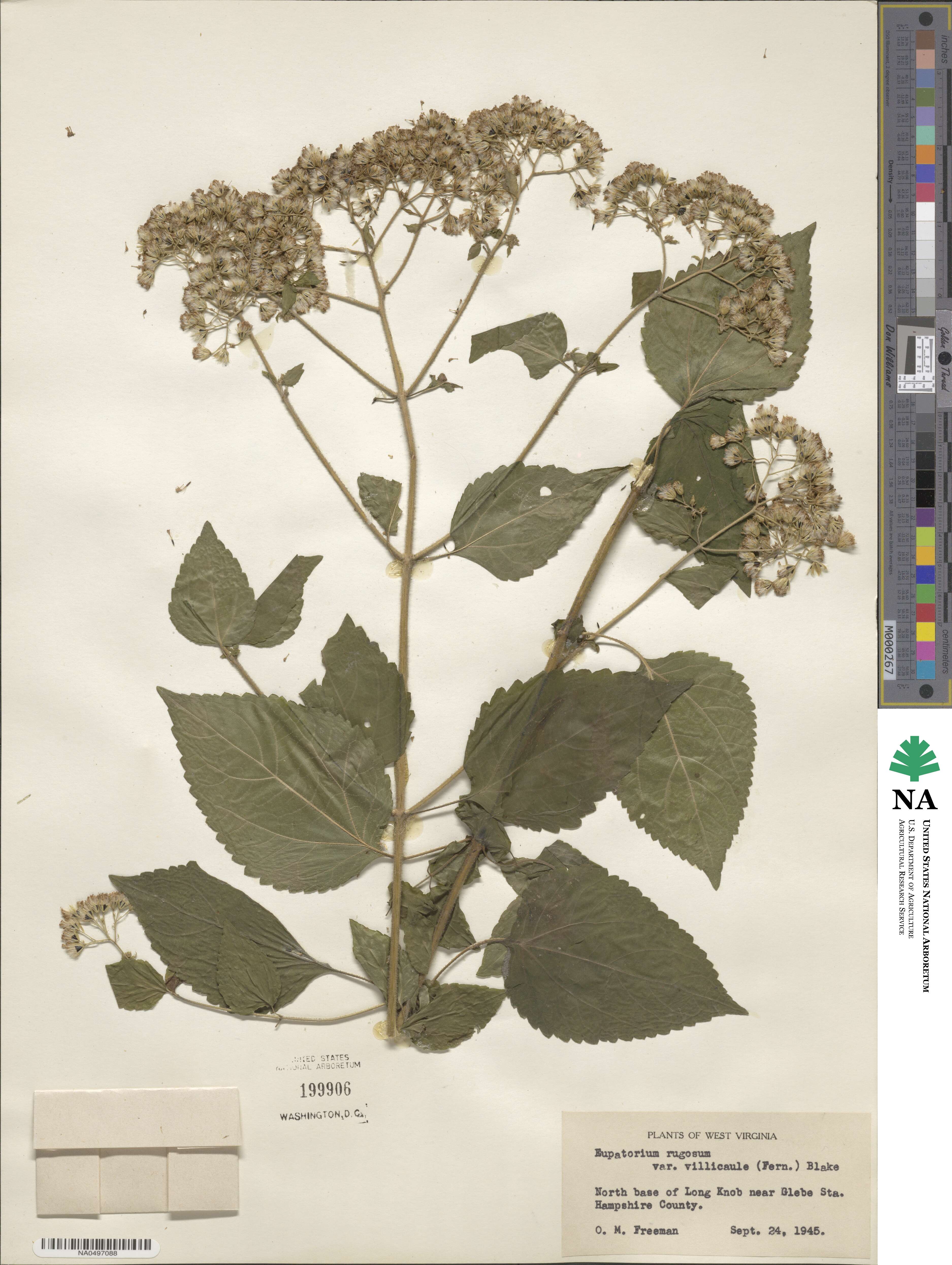 Ageratina altissima image