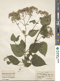 Ageratina altissima image