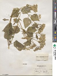 Ageratina altissima image