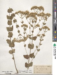 Eupatorium rotundifolium image