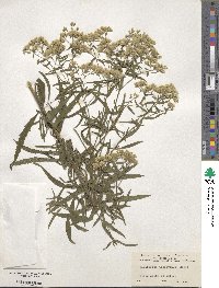 Eupatorium torreyanum image