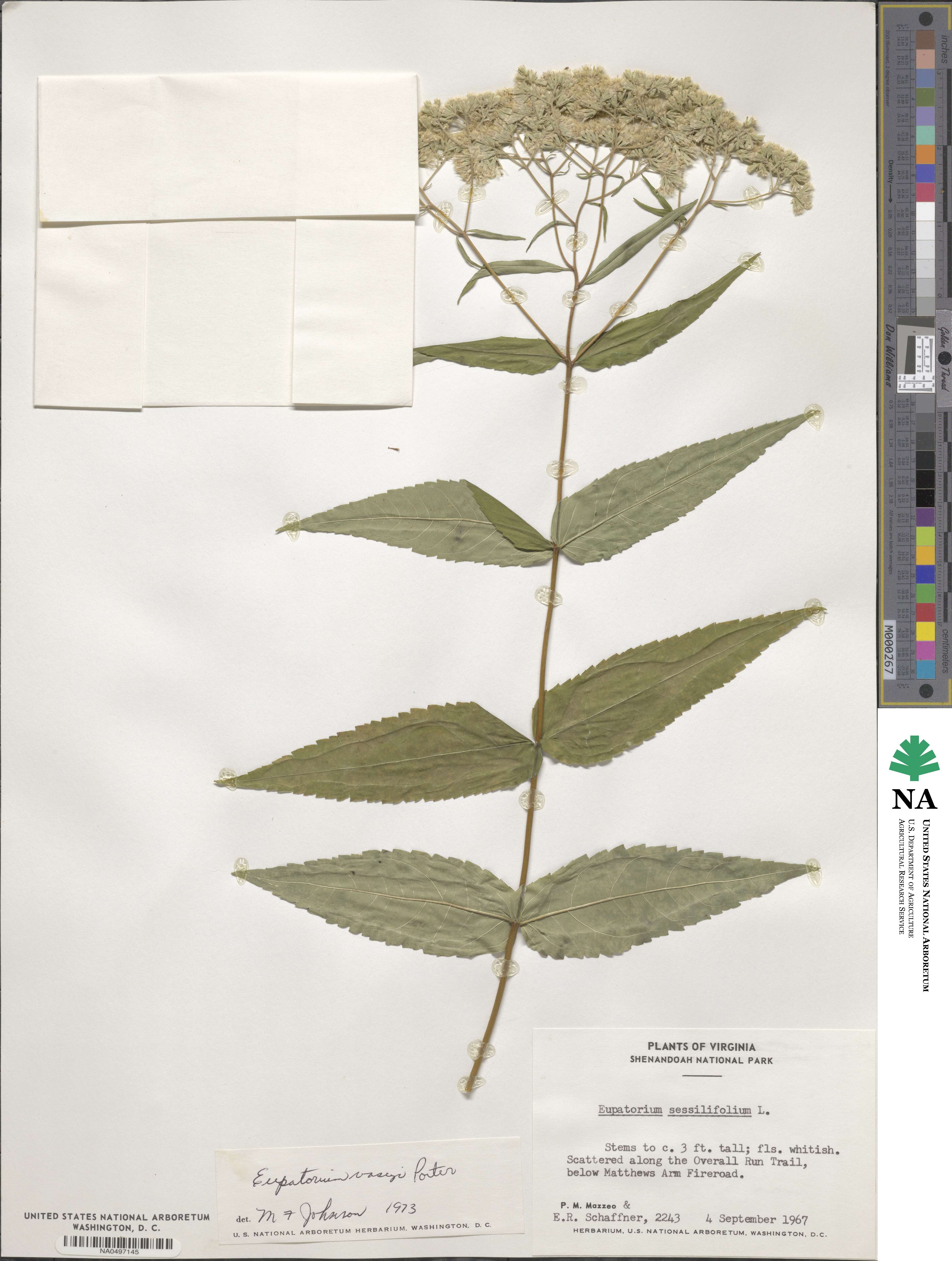 Eupatorium sessilifolium var. vaseyi image