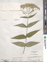 Eupatorium sessilifolium var. vaseyi image