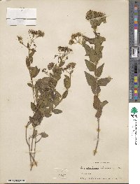 Eupatorium villosum image