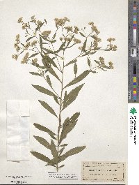 Eupatorium semiserratum image