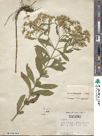 Eupatorium semiserratum image