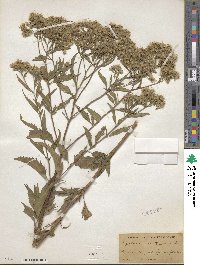 Eupatorium serotinum image