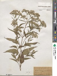 Eupatorium serotinum image