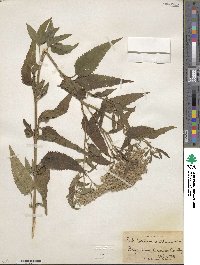 Eupatorium serotinum image