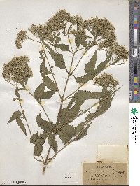 Eupatorium serotinum image