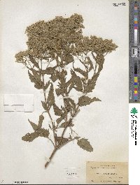 Eupatorium serotinum image