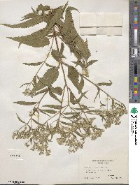 Eupatorium serotinum image