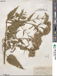 Eupatorium serotinum image