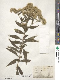 Eupatorium serotinum image