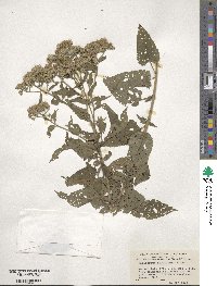 Eupatorium serotinum image