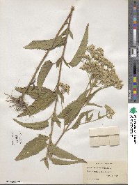 Eupatorium serotinum image