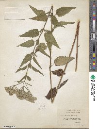Eupatorium serotinum image