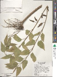 Eupatorium serotinum image