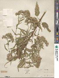 Eupatorium serotinum image