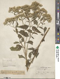 Eupatorium serotinum image