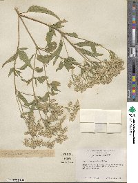 Eupatorium serotinum image