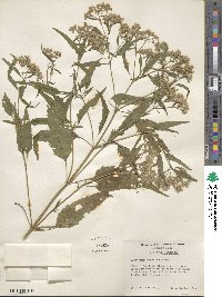 Eupatorium serotinum image