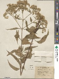 Eupatorium serotinum image