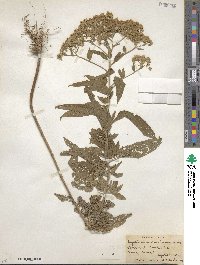 Eupatorium serotinum image