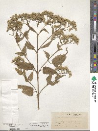 Eupatorium serotinum image