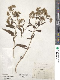 Eupatorium serotinum image