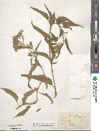 Eupatorium serotinum image