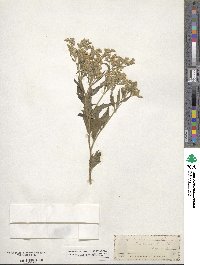 Eupatorium serotinum image
