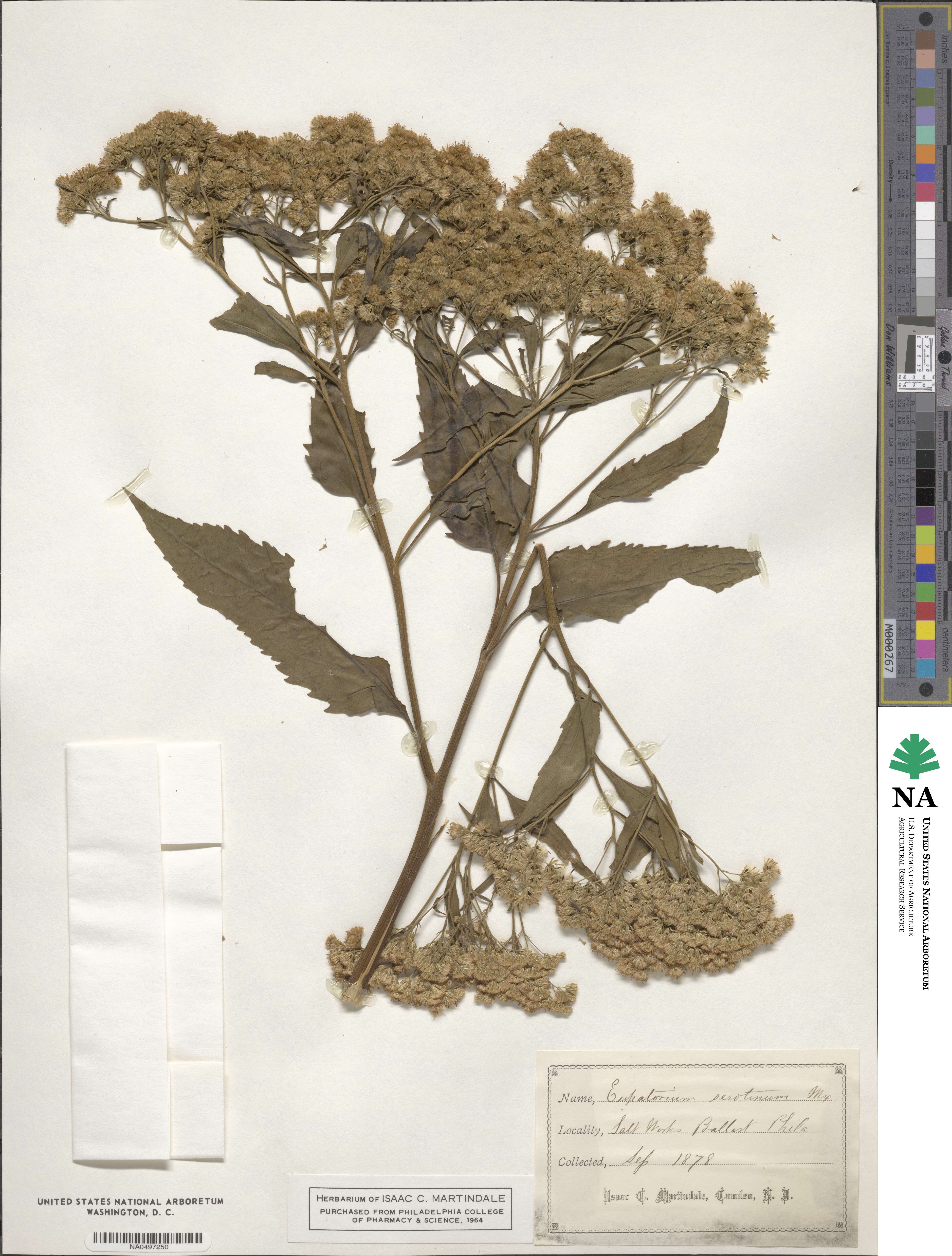Eupatorium serotinum image