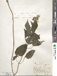 Eupatorium serotinum image
