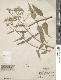 Eupatorium serotinum image