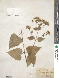 Eupatorium rugosum image