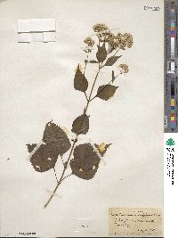 Eupatorium rugosum image