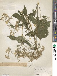 Eupatorium rugosum image