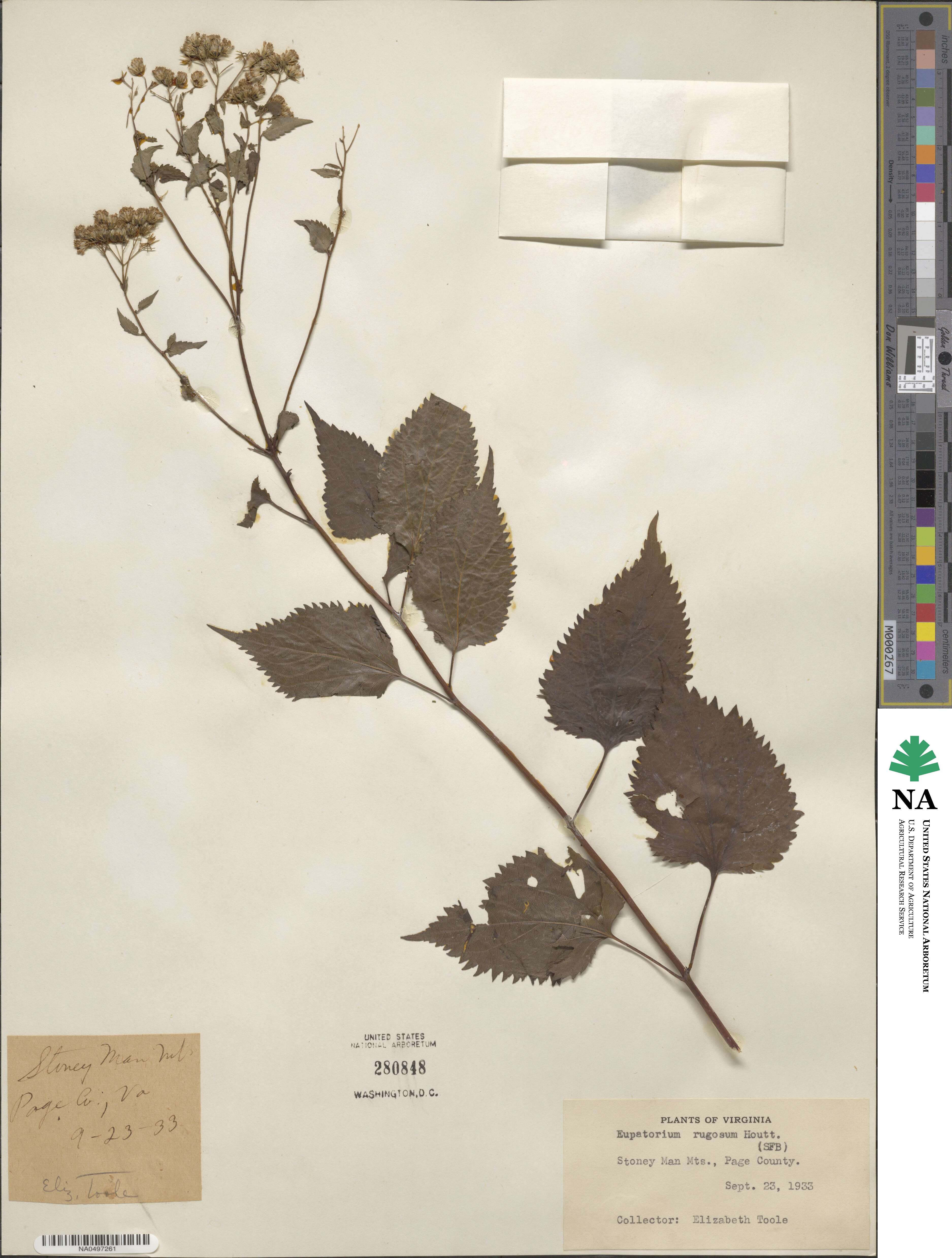 Eupatorium rugosum image