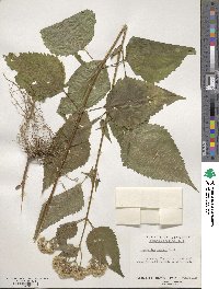 Eupatorium rugosum image